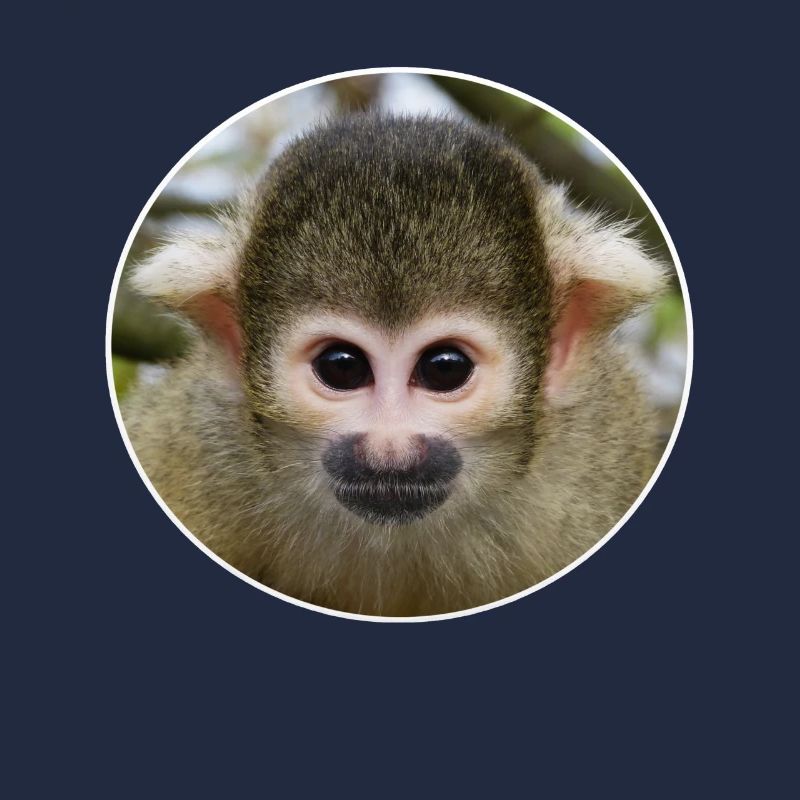 monkey