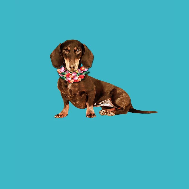 Blumendackel, Dackel, Hund, Blumen
