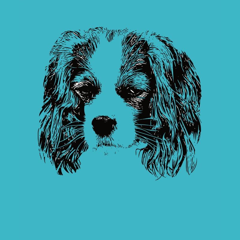 cavalier roi Charles Spaniel
