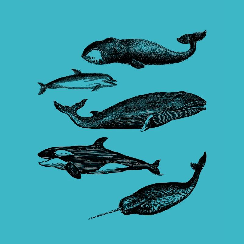 whale illustrations