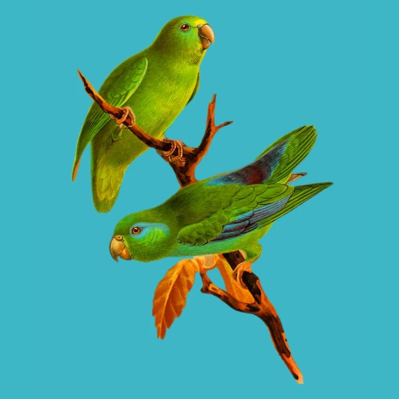 parrot