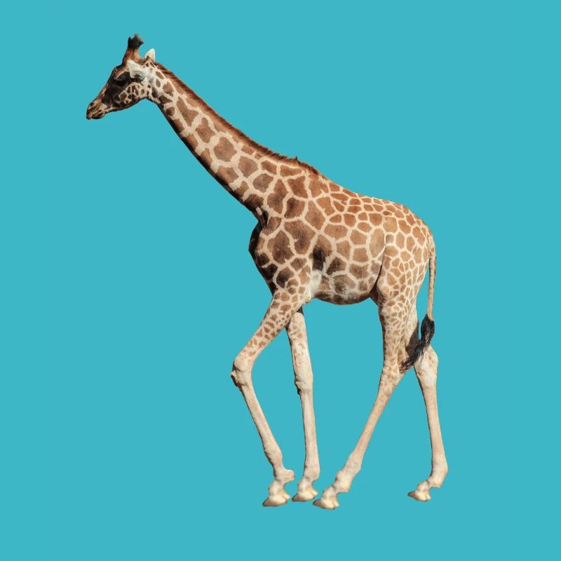 Giraffe real