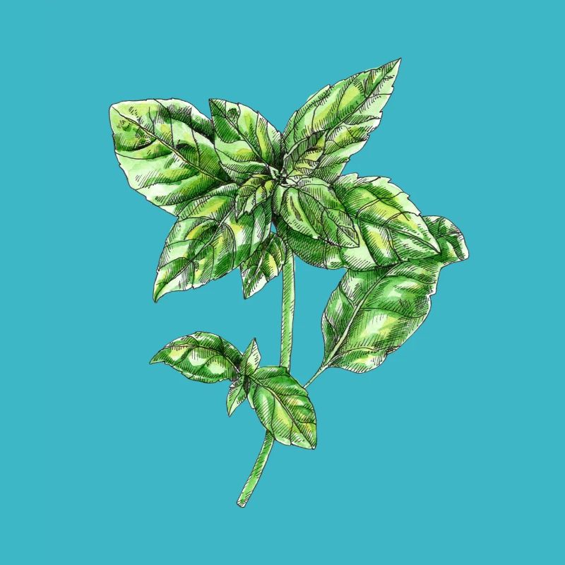 basil