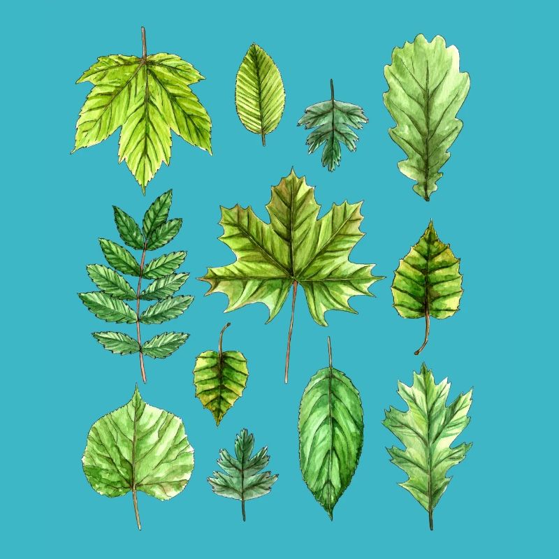 Feuilles, feuillage, feuilles d'arbres, feuillage