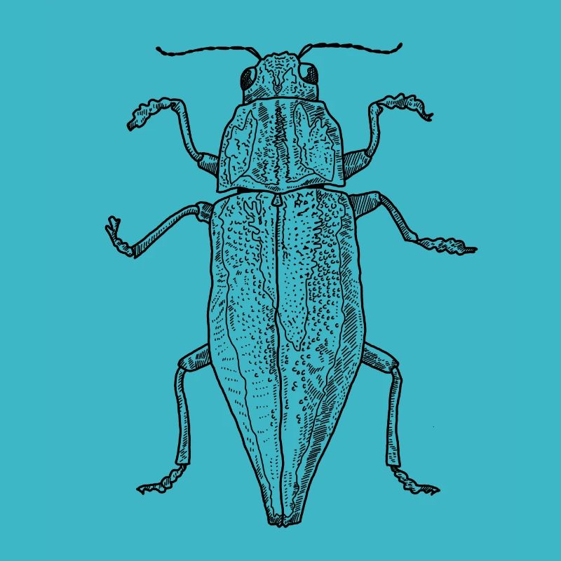 Scarabeo gioiello / Buprestidae