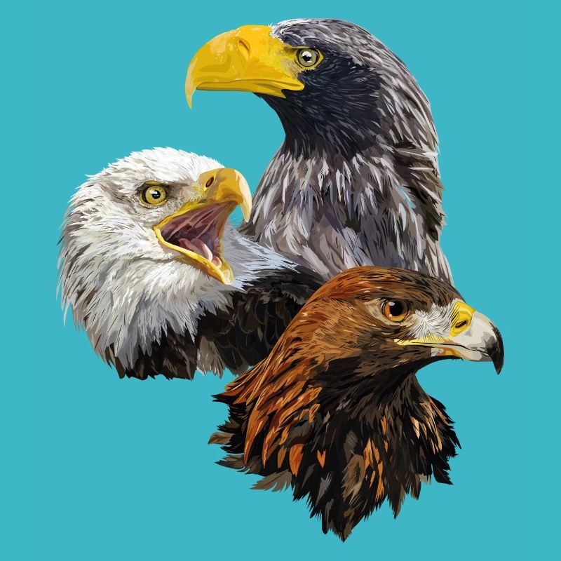 Oiseaux de proie