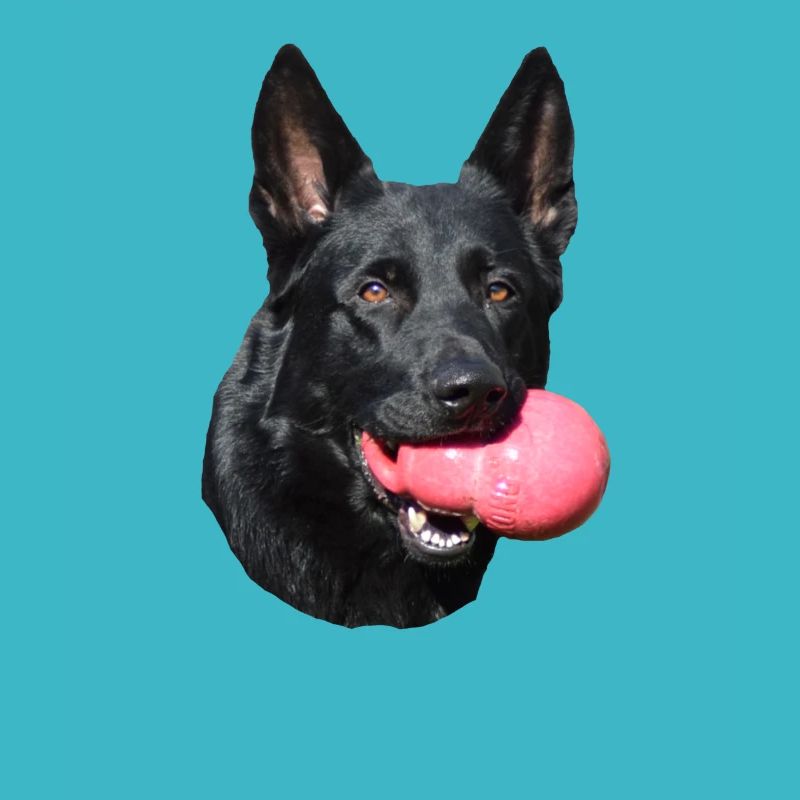 Shepherd German Shepherd Black Dogs