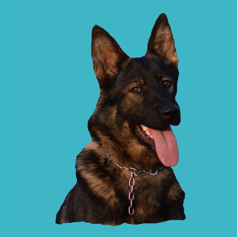 Hund Gassi Schäferhund Deutscher Schäferhund grau