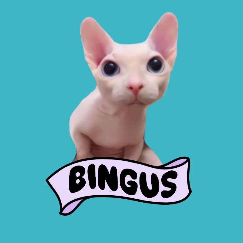Bingus Cat Meme
