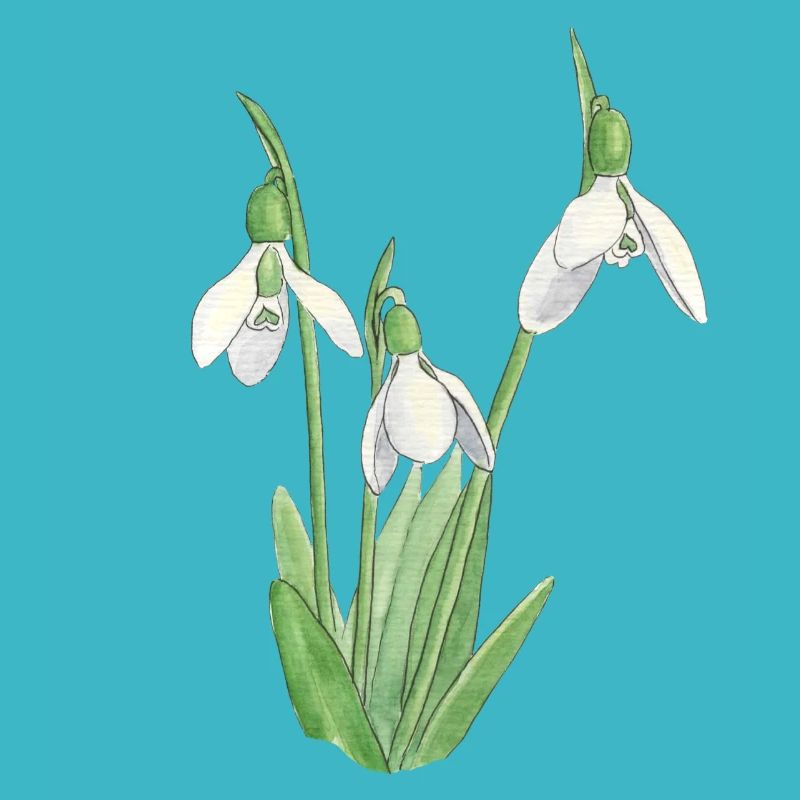 Snowdrop