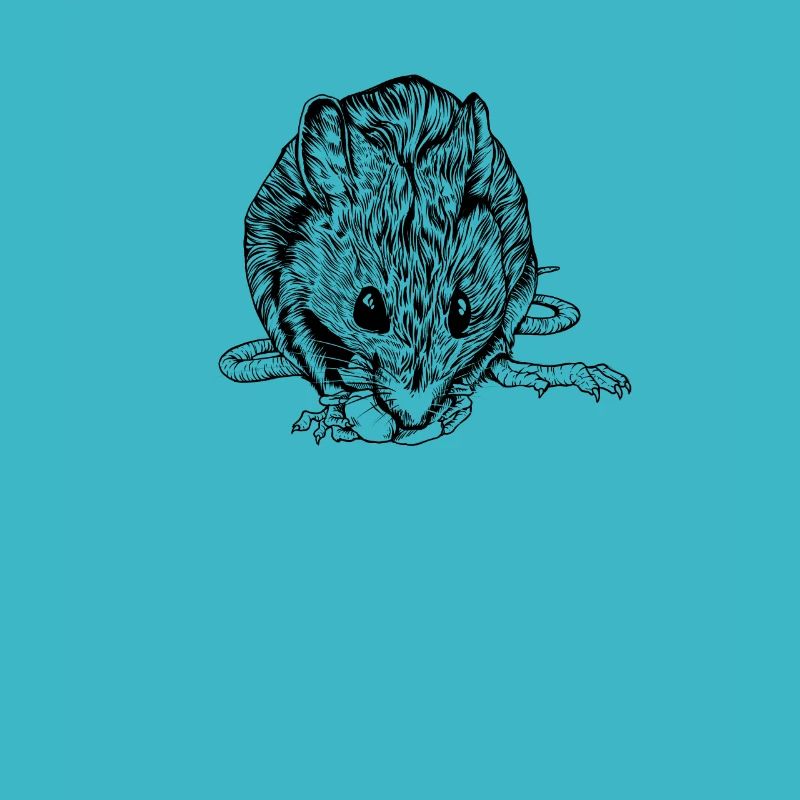 Zeichnung einer Ratte