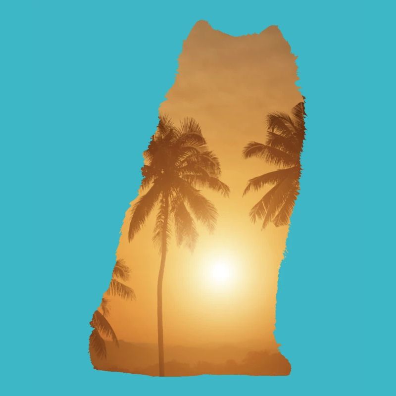 Plage d’été - Samoyed