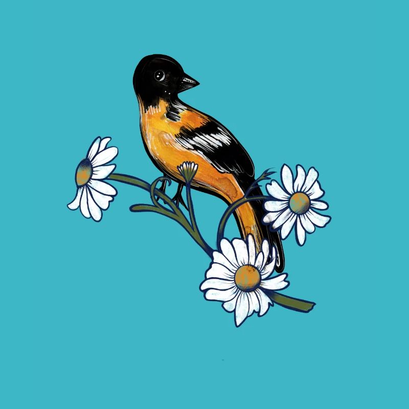 Oriole de Baltimore