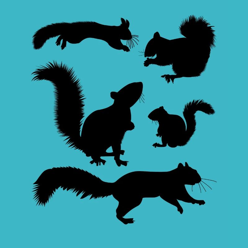 Squirrel, cute squirrel lover,