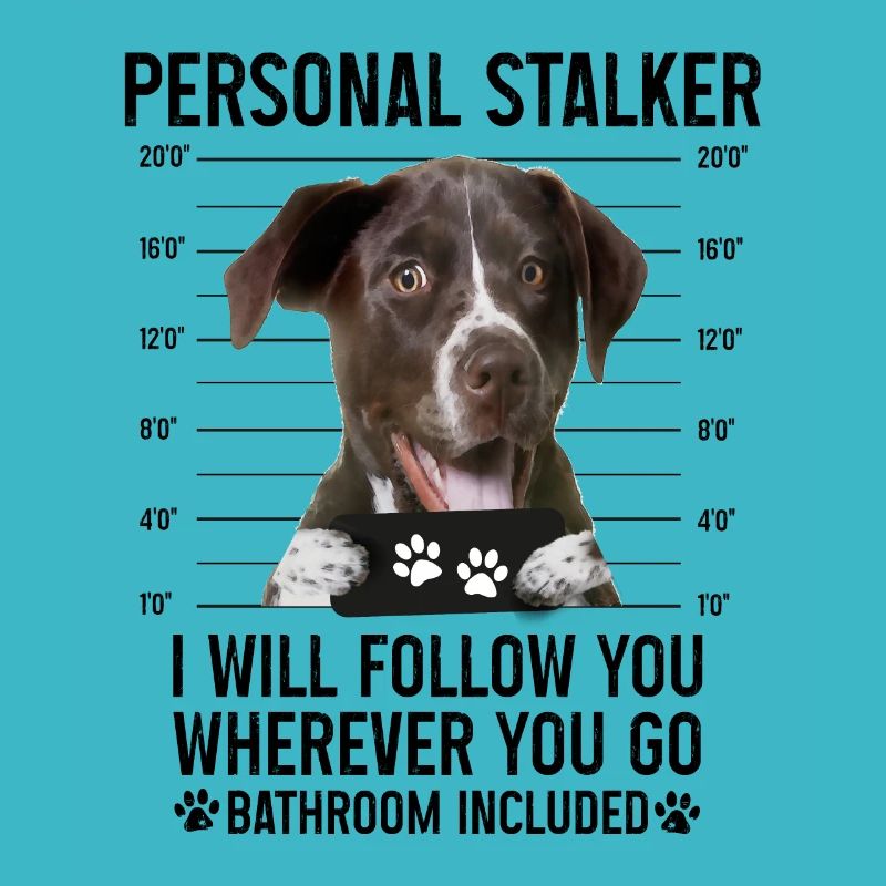 Personal Stalker, Dog, German Shorthaired Pointer
