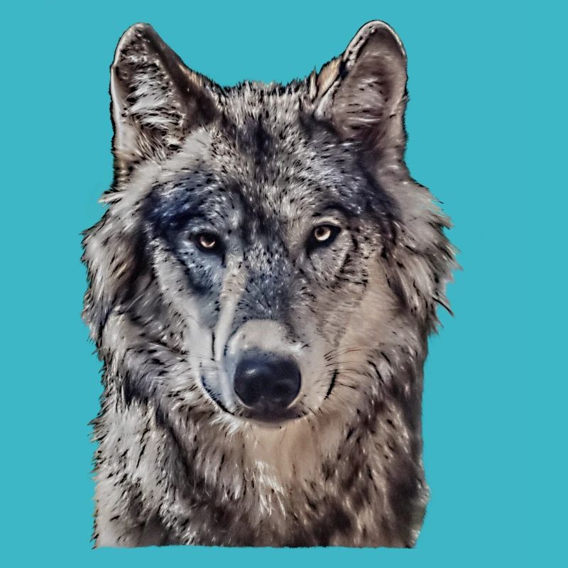 Wolfkopf von vorne