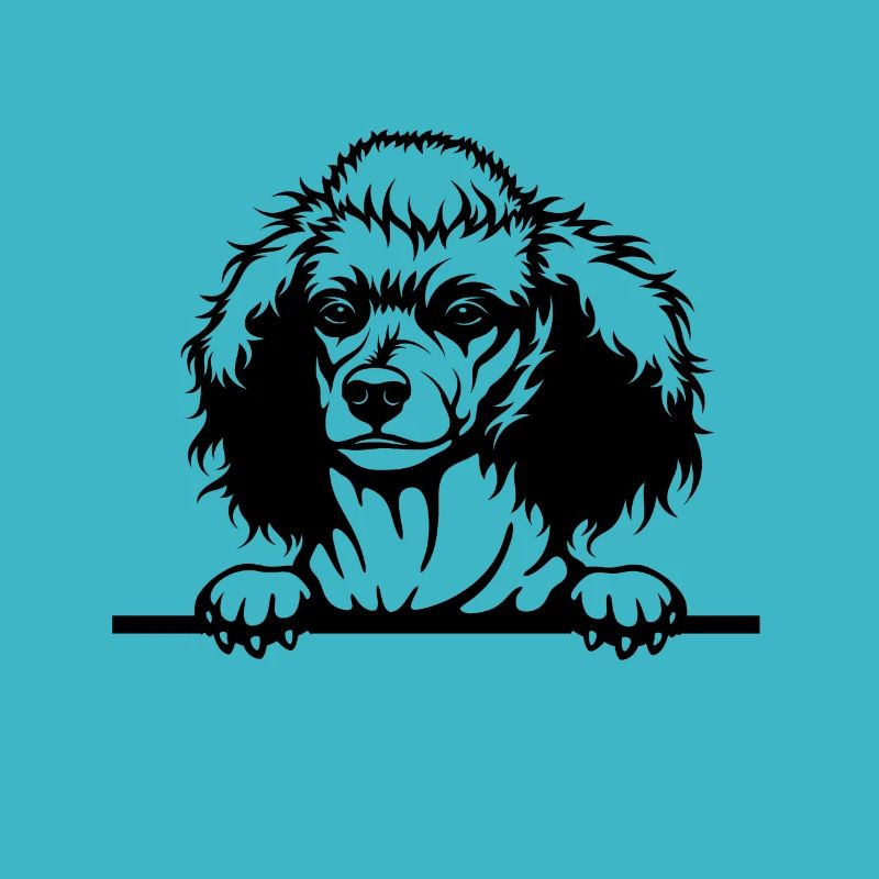 Beautiful poodle