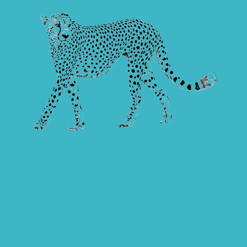 Guépard - Gros Chat - Chat - Faune en Afrique