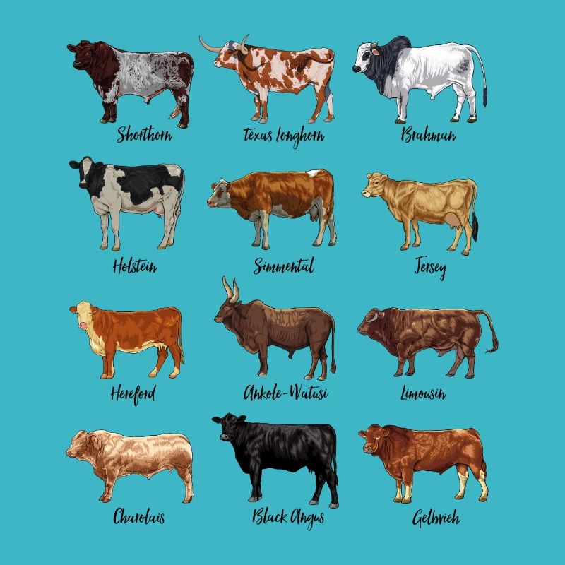 Cow drawings - cattle breeds