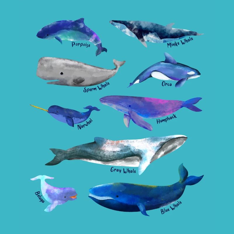 Dessins de baleines - Espèces de baleines