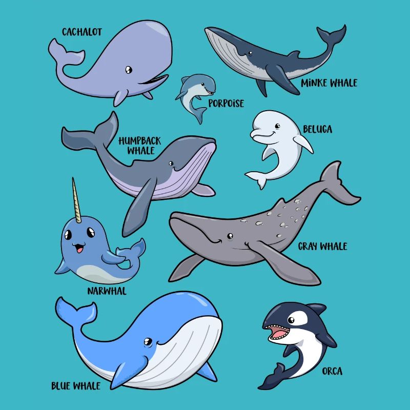 De nombreuses espèces différentes de baleines