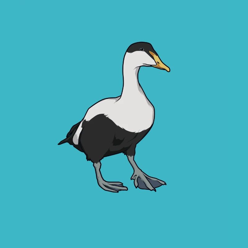 Dessin d’un eider
