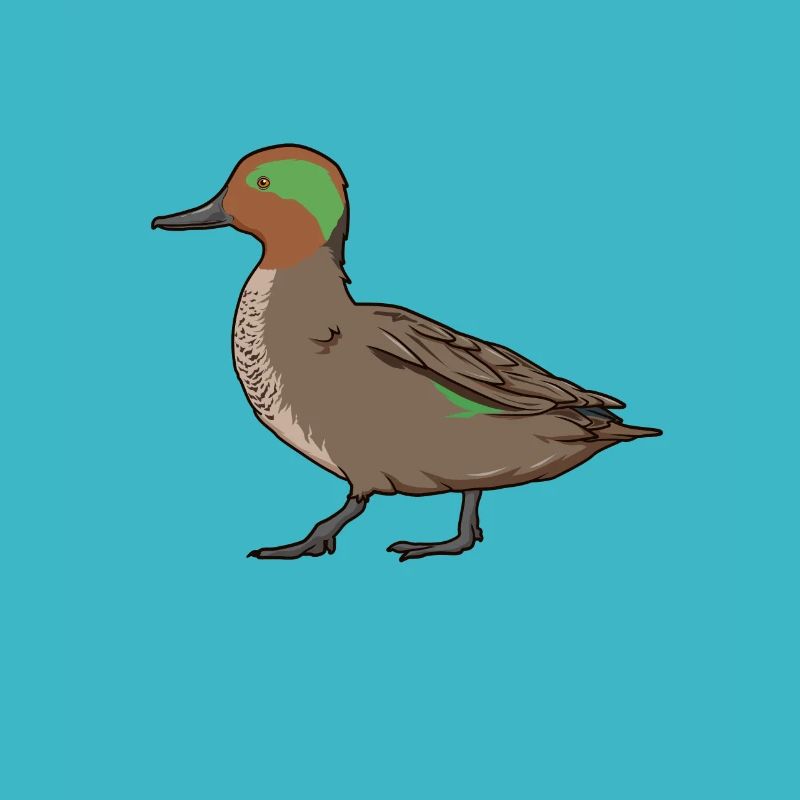 Dessin d’une sarcelle d’hiver