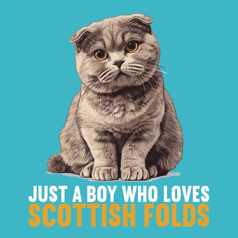 Scottish Fold Kitten Scottish Fold Cat