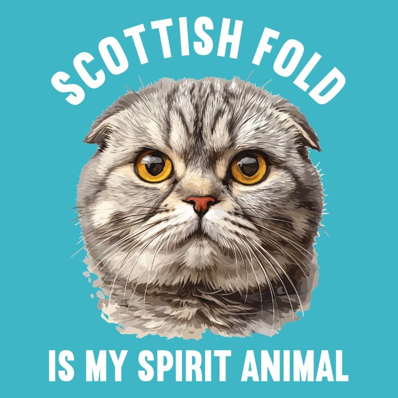 Scottish Fold Kitten Scottish Fold Cat