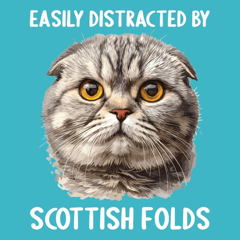 Scottish Fold Kitten Scottish Fold Cat