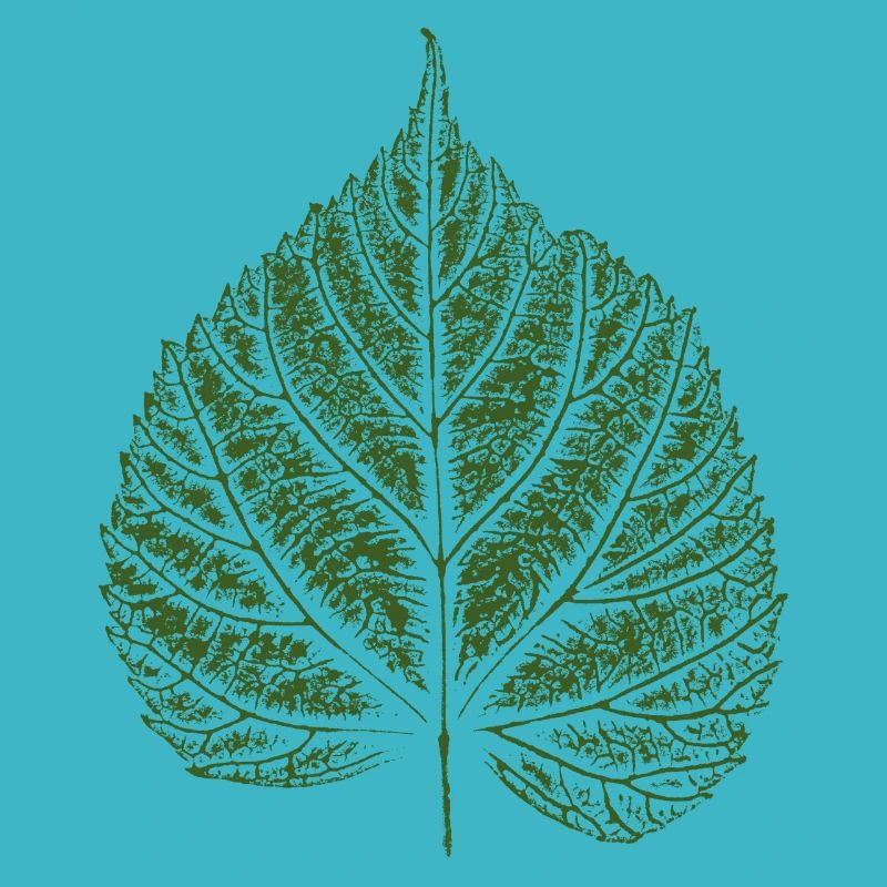 Linden leaf / Linden leaf