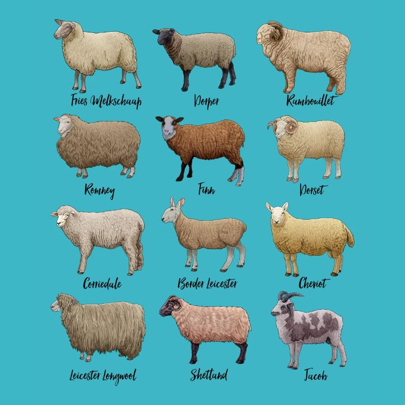 Sheep Drawings - Sheep
