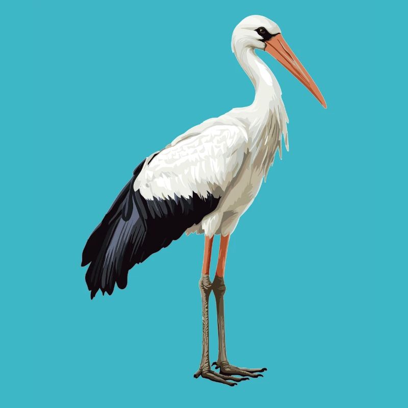 Störche Storch