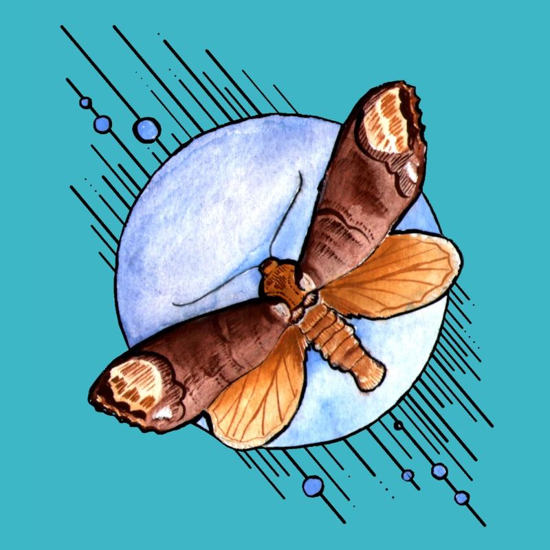 papillon de nuit
