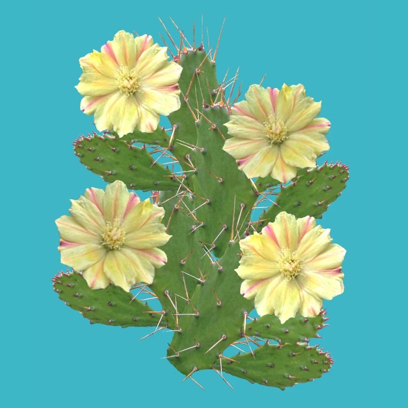 Cactus - Fleurs de cactus - Flore - Afrique