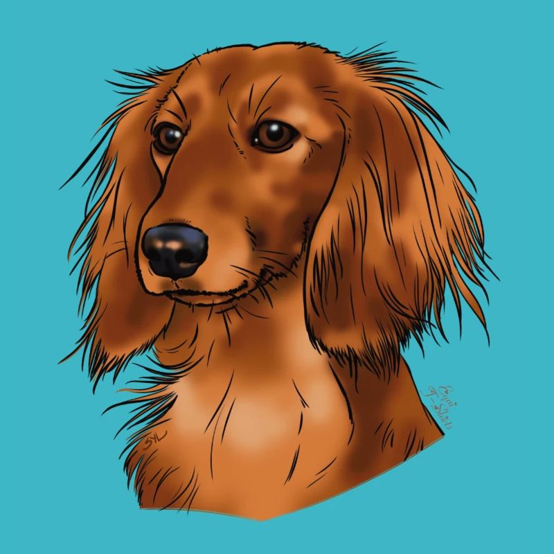 longhaired dachshund (without text) light textiles