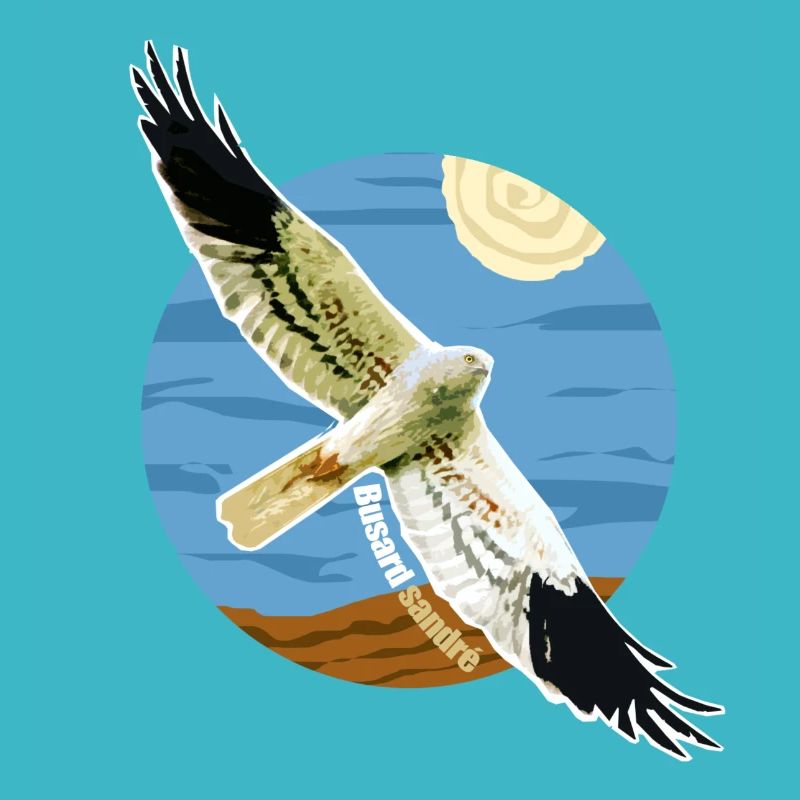 Oiseau Busard cendré Rapace Espèce protégée