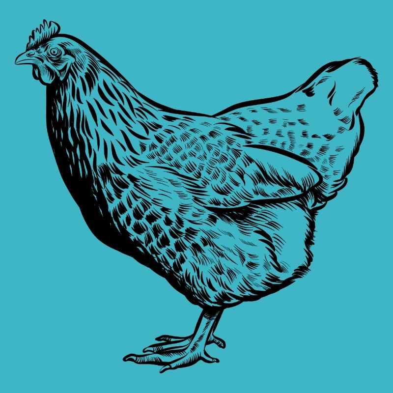 Chicken - Drawing - Chickens Fan