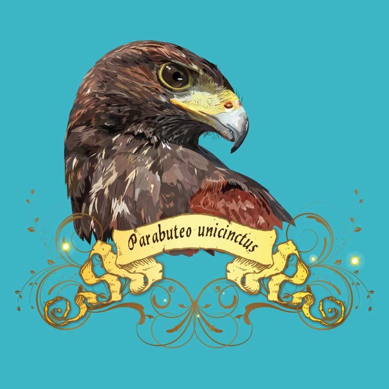 harris hawk