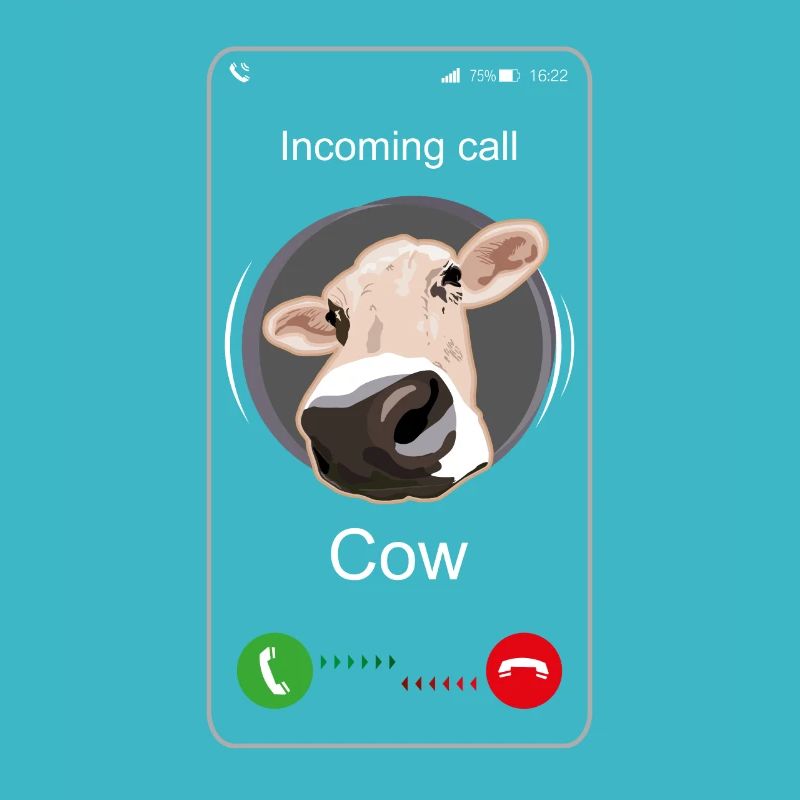 Incoming Call Cow - Funny call