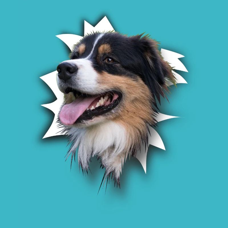 Australian Shepherd