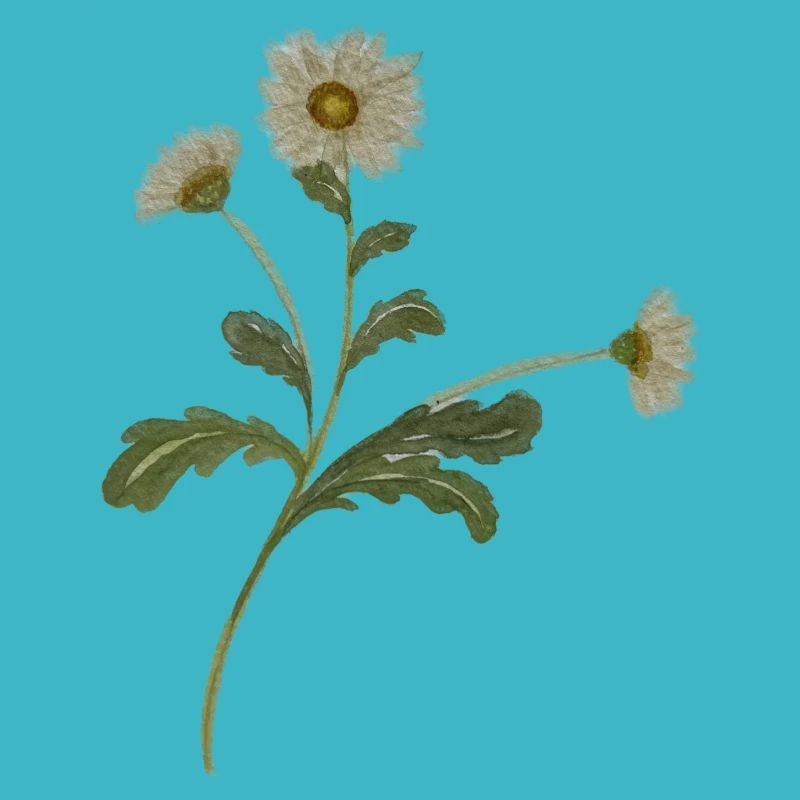 daisy