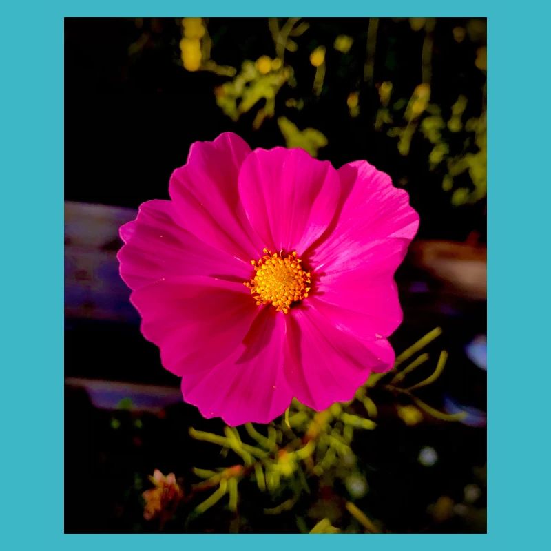 Cosmea