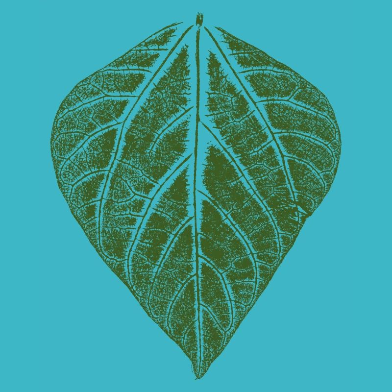 Feuille de haricot / feuilles empreinte du haricot