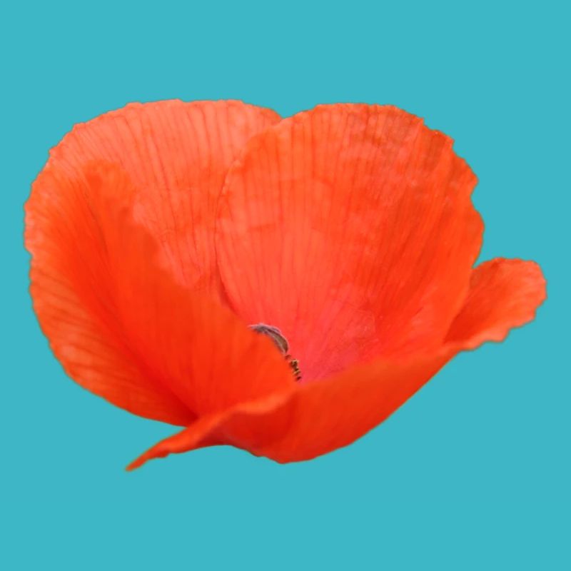 Mohnblume Mohn Klatschmohn