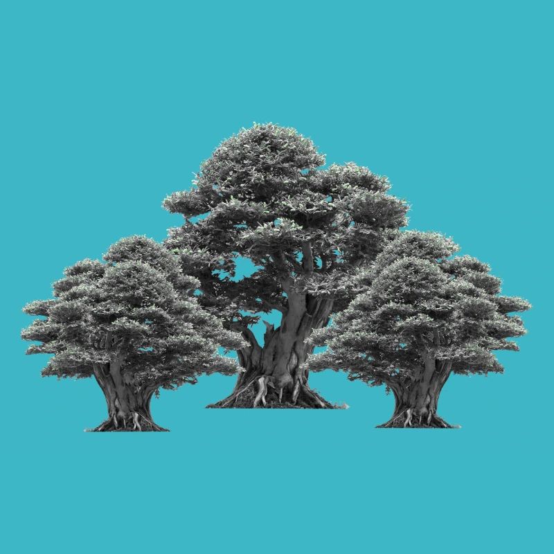 Forest, Trees, Nature, Tree, Deciduous Tree, Climate, Flora