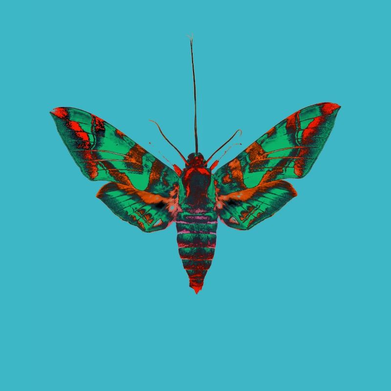 Psychedelic moth