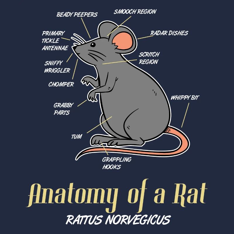 rat