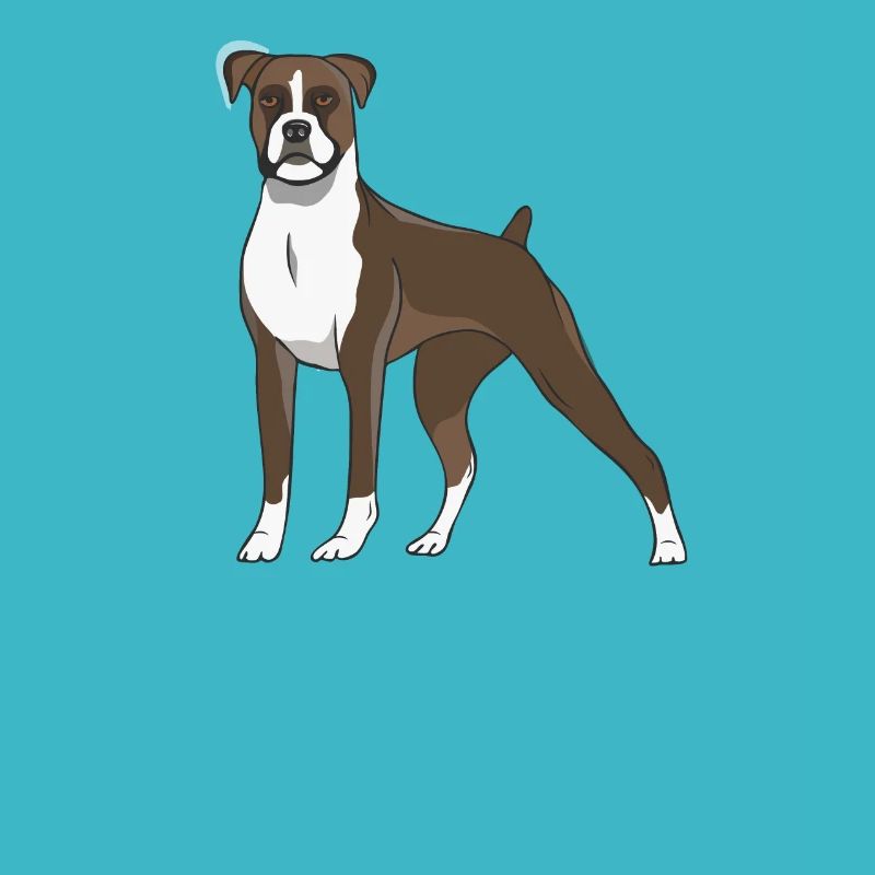boxer