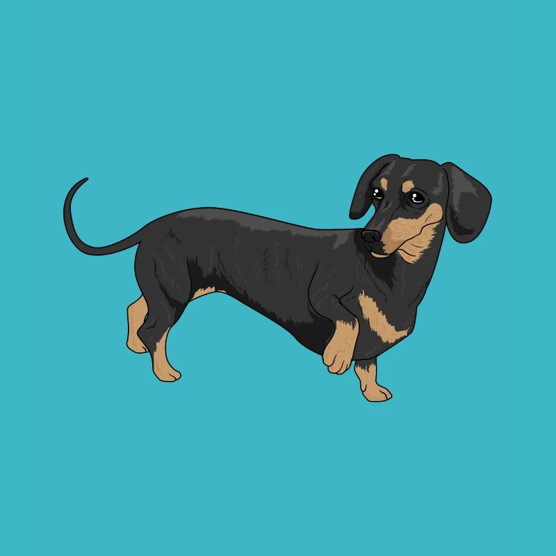 Dachshund